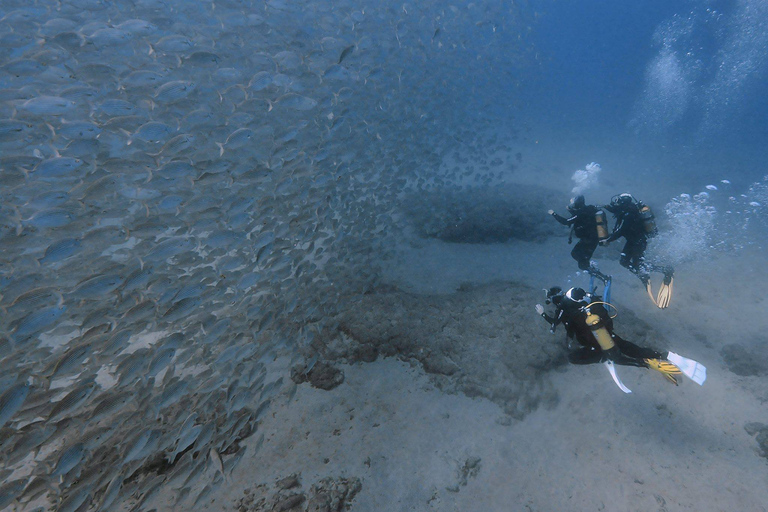 Gran Canaria: scopri il programma per principianti di immersioni subacquee