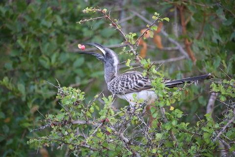Hluhluwe-iMfolozi Park - Open Safari Vehicle Game Drives