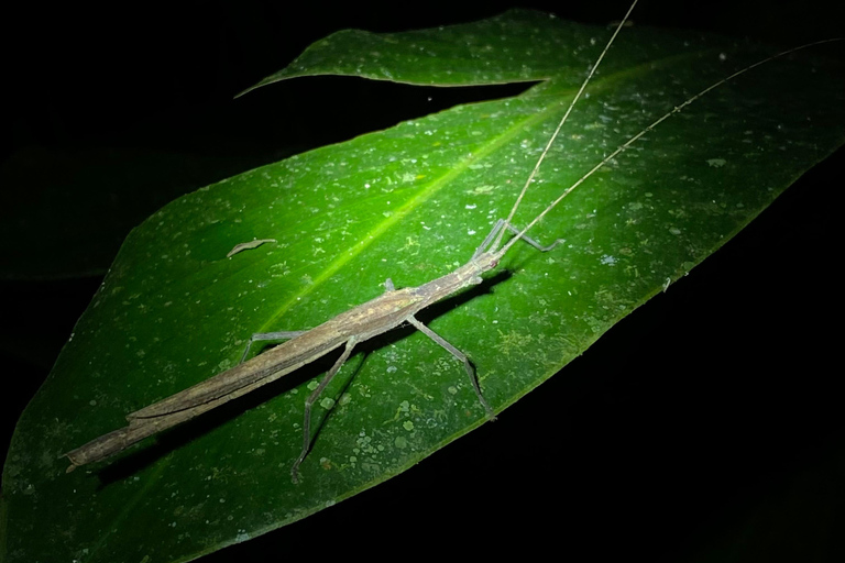 Manuel Antonio : Visite nocturne avec un guide naturaliste.