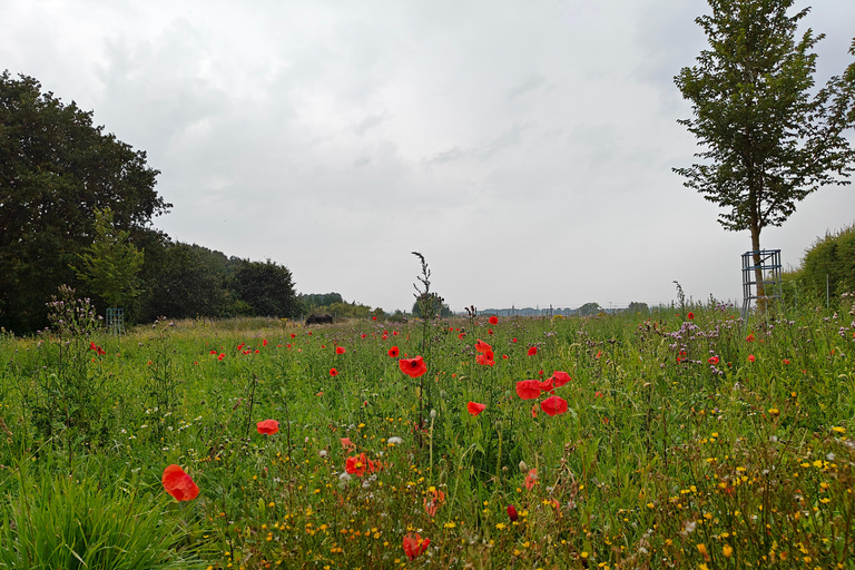 Messines: tour guidato della battaglia di Messines con trasportoMessines: tour guidato della battaglia di Messines con trasporto incluso