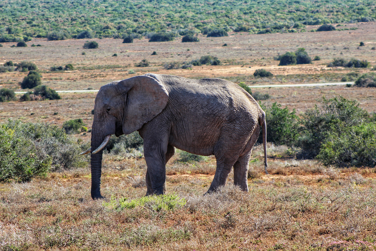 Addo Elephant National Park All Inclusive heldagssafariStandardtur