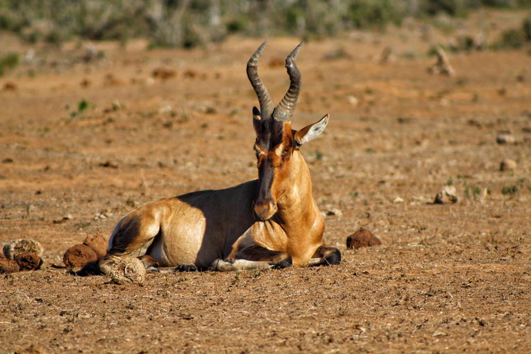 Addo Elephant National Park All Inclusive heldagssafariStandardtur