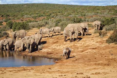 Addo Elephant National Park All Inclusive heldagssafariStandardtur