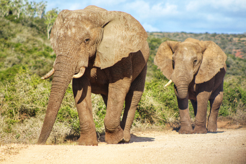 Addo Elephant National Park All Inclusive heldagssafariStandardtur