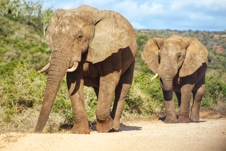 Addo Elephant National Park All Inclusive heldagssafariStandardtur