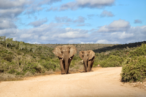 Addo Elephant National Park All Inclusive heldagssafariStandardtur