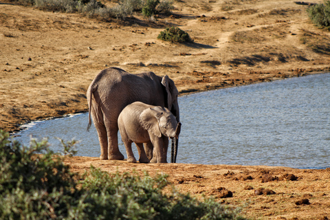 Addo Elephant National Park All Inclusive heldagssafariStandardtur