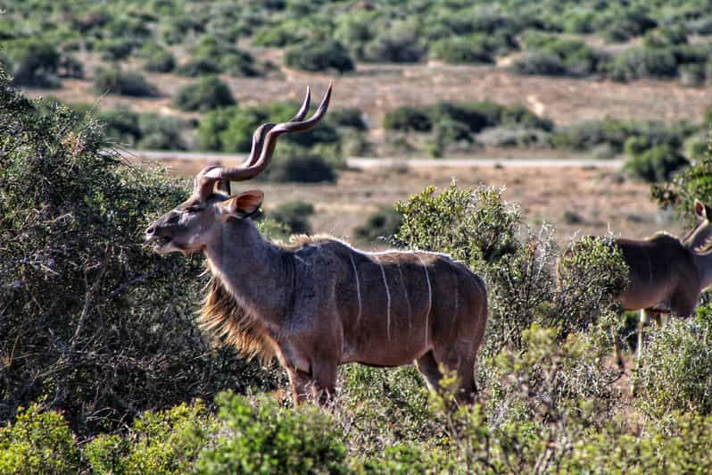 Addo Elephant National Park Full Day Safari Getyourguide 5418