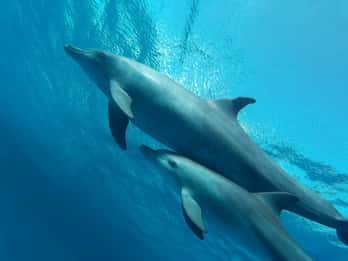 Hurghada: 6-in-1-Yacht-Tour zum Schnorcheln & Mittagsbuffet Hurghada: 6-in-1-Yacht-Tour zum Schnorcheln & Mittagsbuffet