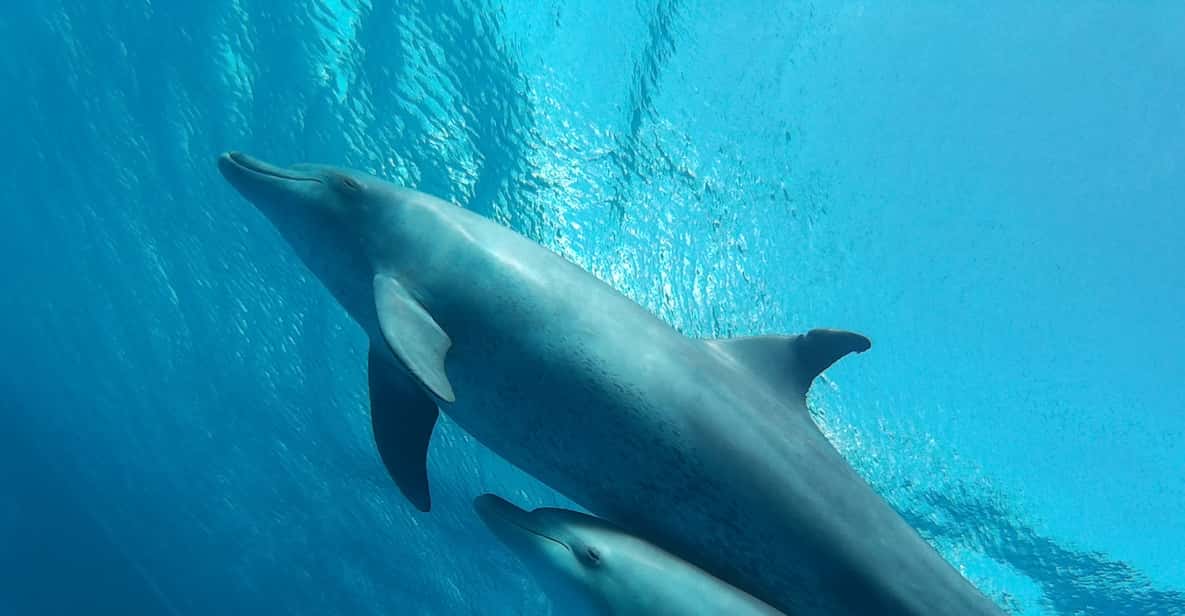 Mar Rosso: tour in yacht con 6 attività e pranzo da Hurghada