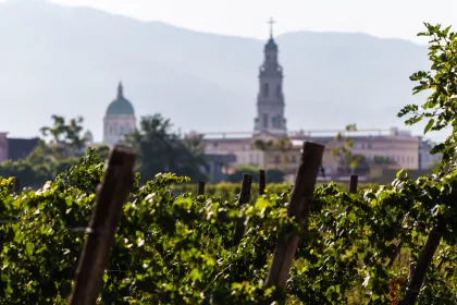 Pompeji: Weinprobe durch die Weinberge mit Mittagessen