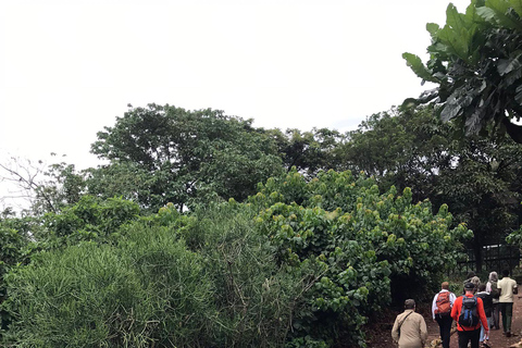 Ngamba Island Chimpanzee, Entebbe and Victoria Tour