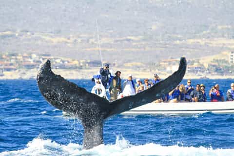 Cabo 2-Hour Whale Watching Adventure