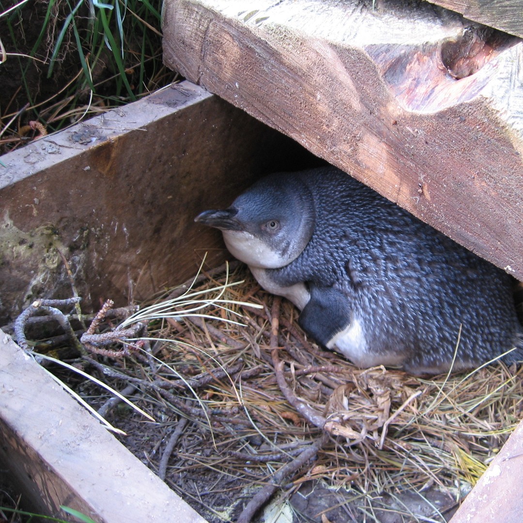 アカロア：ポハトゥ リトル ペンギン 3 時間の夜の体験