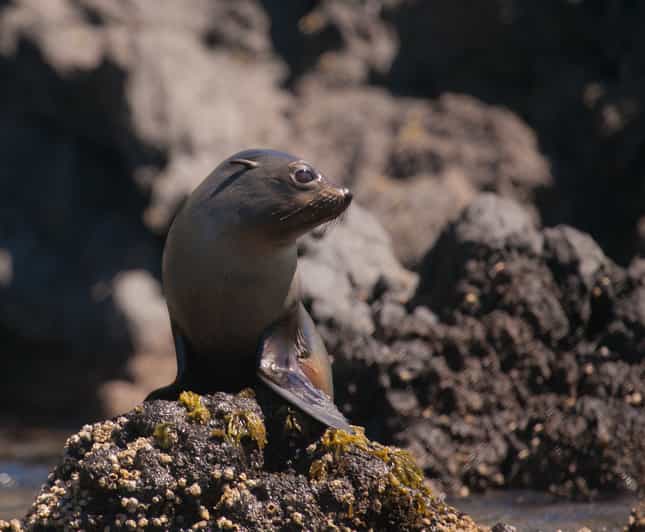 Akaroa 4WD Safari and Guided SeaKayaking Experience GetYourGuide