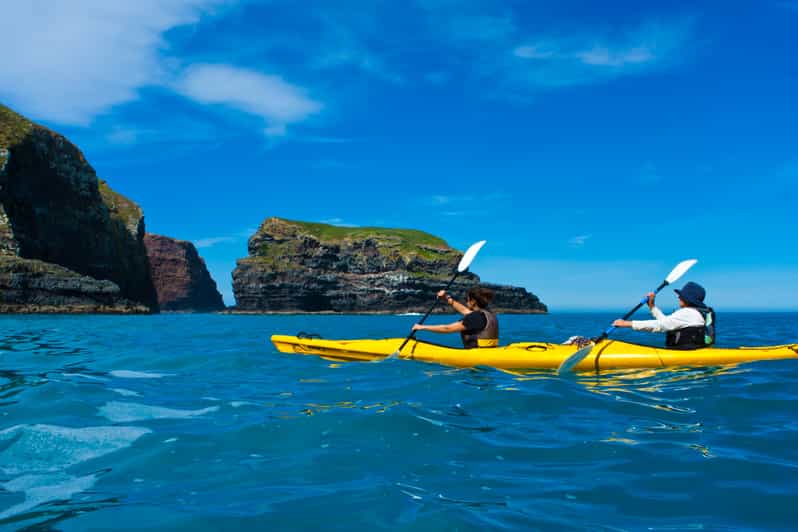 Akaroa 4WD Safari and Guided SeaKayaking Experience GetYourGuide