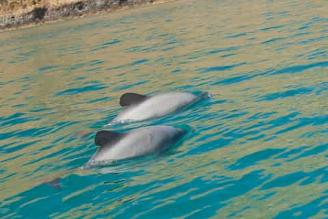 Akaroa: 4WD Safari and Guided Sea-Kayaking Experience