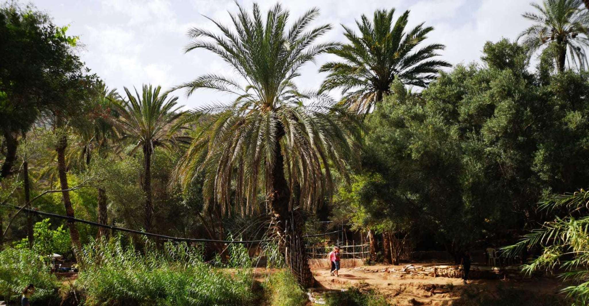 Agadir ou Taghazout, Paradise Valley Atlas Montanha e almoço - Hizvo