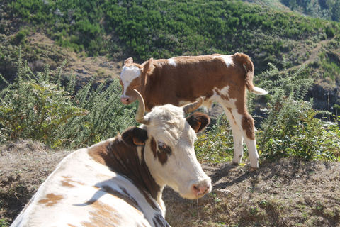 Madeira: costa sud-occidentale, corsa e cascata di Anjo&#039;s Tour 4x4Tour condiviso