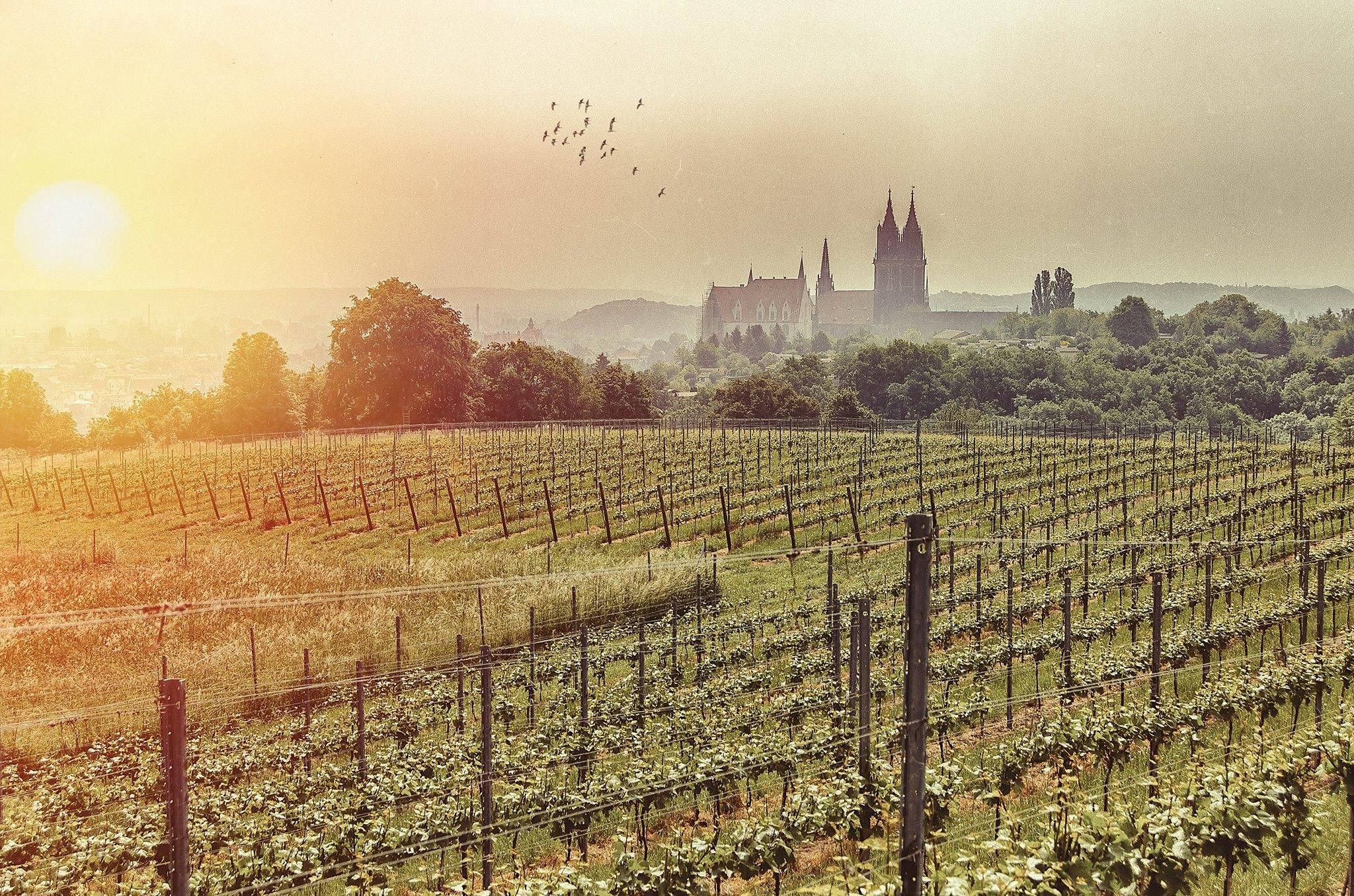 Meißen: Weinwanderung zum Weingut Rothes Gut inklusive 3er Weinprobe