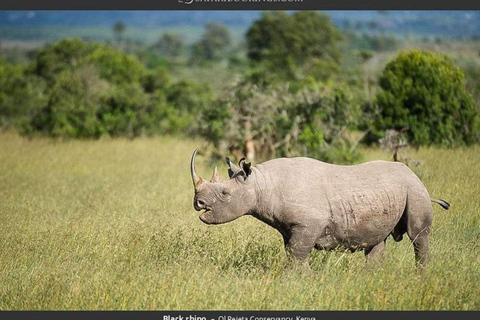 From Nairobi: Ol Pejeta Conservancy Day Tour