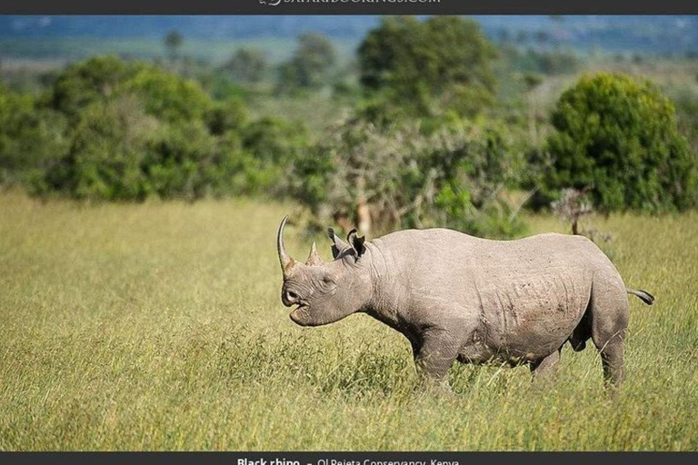 Depuis Nairobi : Excursion d&#039;une journée dans la réserve naturelle d&#039;Ol Pejeta