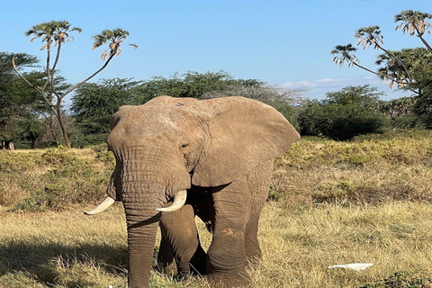 Nairobi: 3-Day Samburu National Park Safari with Pickup