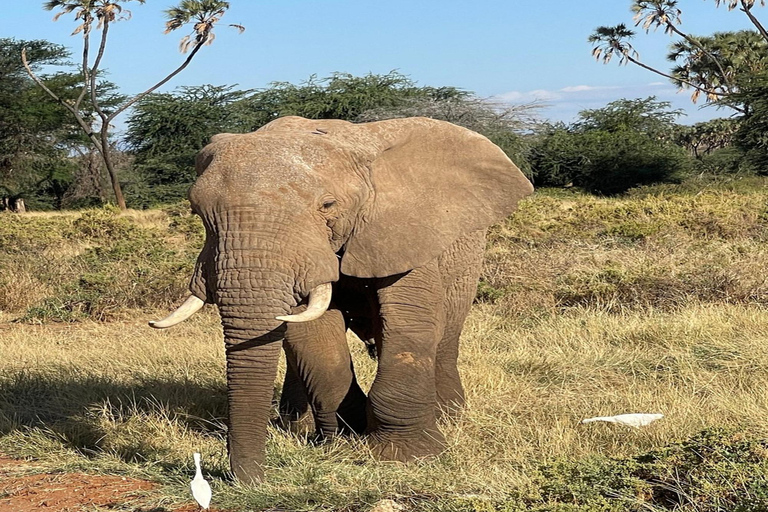 Nairobi: 3-Day Samburu National Park Safari with Pickup