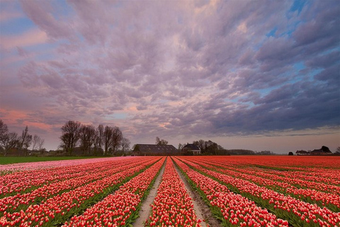 Bruxelles: Keukenhof, tulipani e tour di 1 giorno a Delft