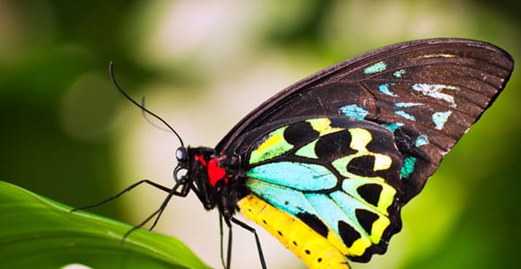 Kuranda: Australian Butterfly Sanctuary