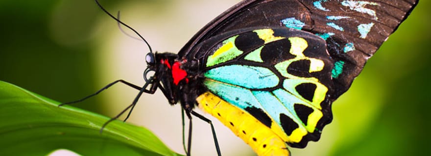 Kuranda : Sanctuaire de papillons australiens