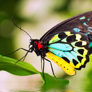 Kuranda: Australian Butterfly Sanctuary