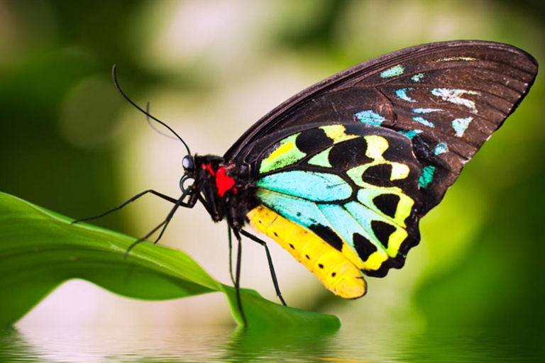 Cairns: sanctuaire australien des papillons