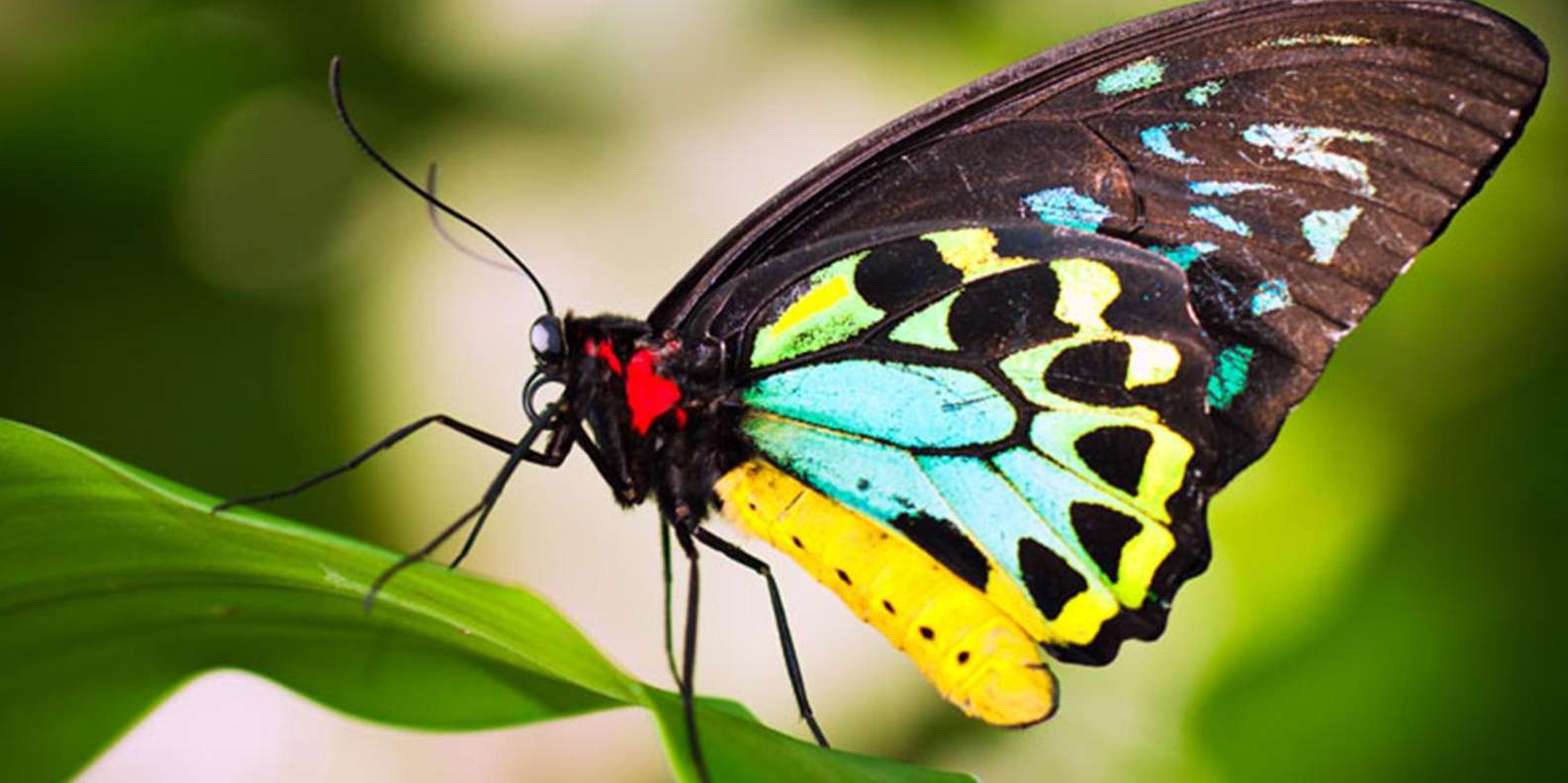 キュランダ：オーストラリアの蝶の保護区 | GetYourGuide