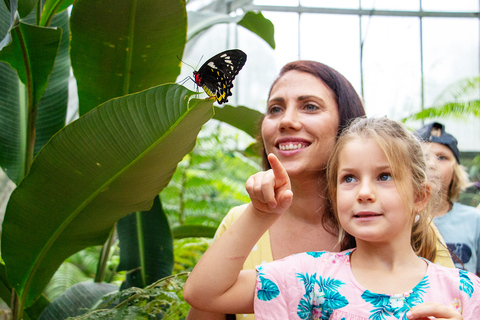 Cairns: Australian Butterfly Sanctuary