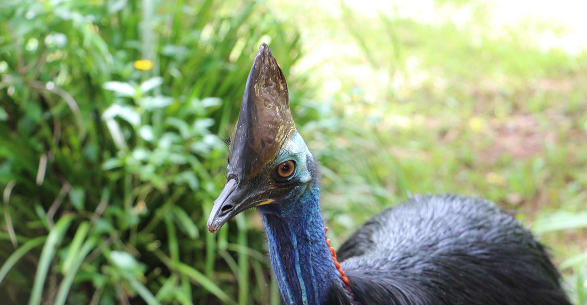 Kuranda, Parque Natural de la Selva Tropical - Hizvo