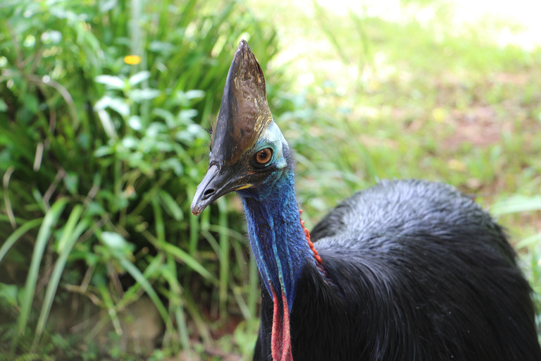 Kuranda: rondleiding door regenwoud natuurparkKuranda regenwoud natuurpark