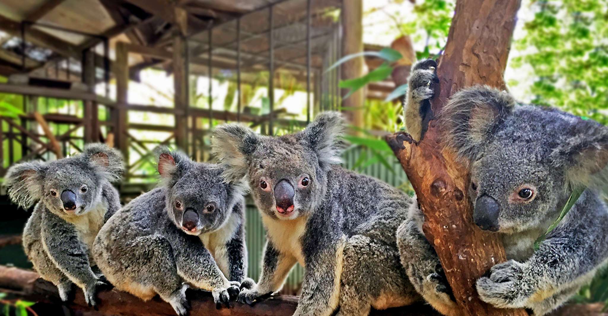 Kuranda, Parque Natural de la Selva Tropical - Hizvo