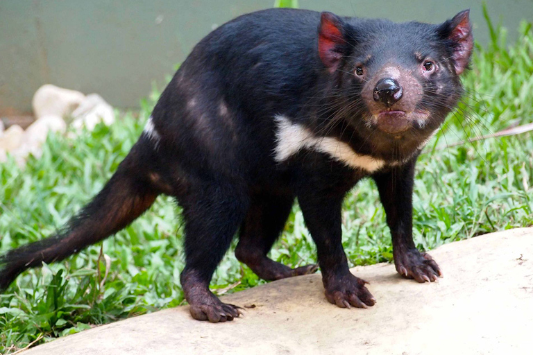 Kuranda: rondleiding door regenwoud natuurparkKuranda regenwoud natuurpark