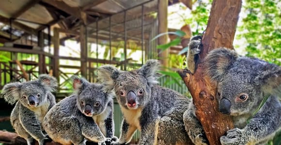 Kuranda, Cairns & Port Douglas Multi-Park Package