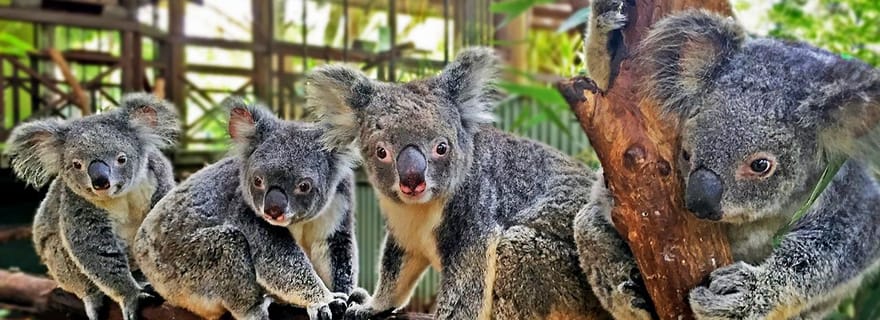 Forfait multi-parcs Kuranda, Cairns et Port Douglas