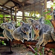 Kuranda, Cairns & Port Douglas Multi-Park Package