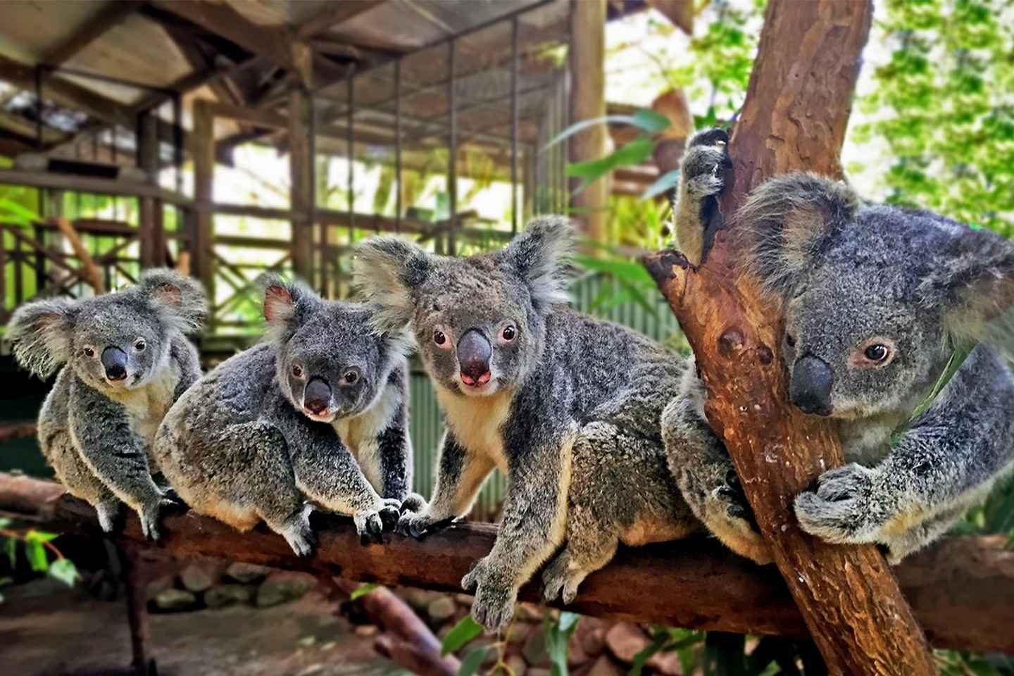 Kuranda, Cairns & Port Douglas Multi-Park Package - Kuranda, Cairns & Port Douglas Multi-Park Package