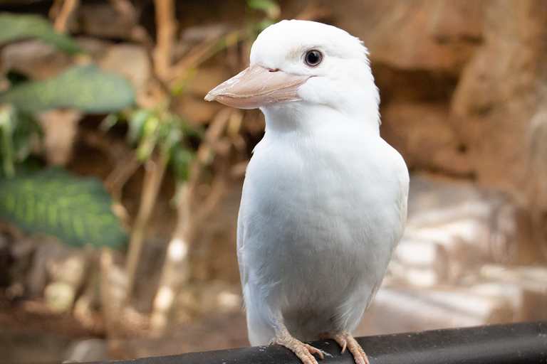 Kuranda, Cairns & Port Douglas 4-Park-Paket