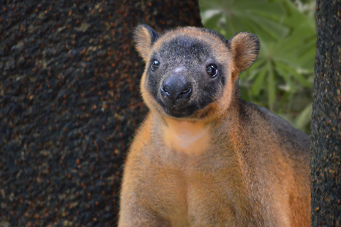 Kuranda, Cairns & Port Douglas 4-Park-Paket