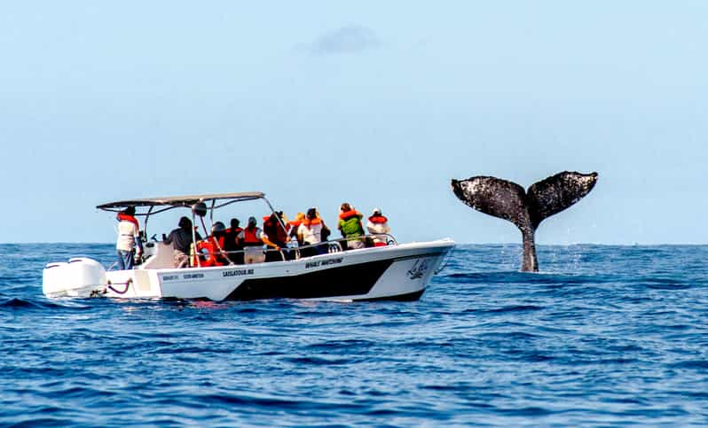 whale watching tour cabo