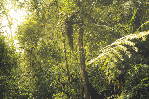 Desde Medellín: tour guiado de senderismo en la naturaleza