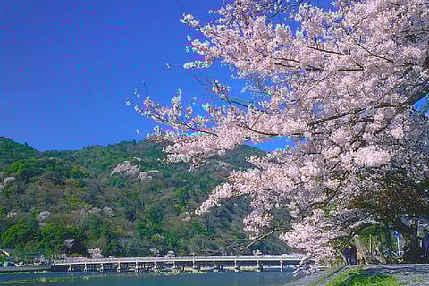 From Osaka: Day Trip by Bus to Kyoto and Nara