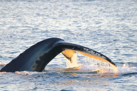 Från Tromsö: Val- och sjöfågelsafari med allt inkluderat