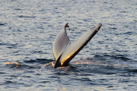 Depuis Tromsø : croisière découverte des baleines et oiseaux